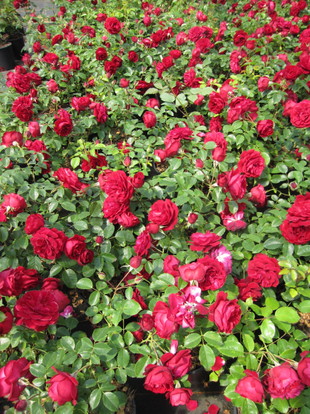 Edelrose Balmoral Palace